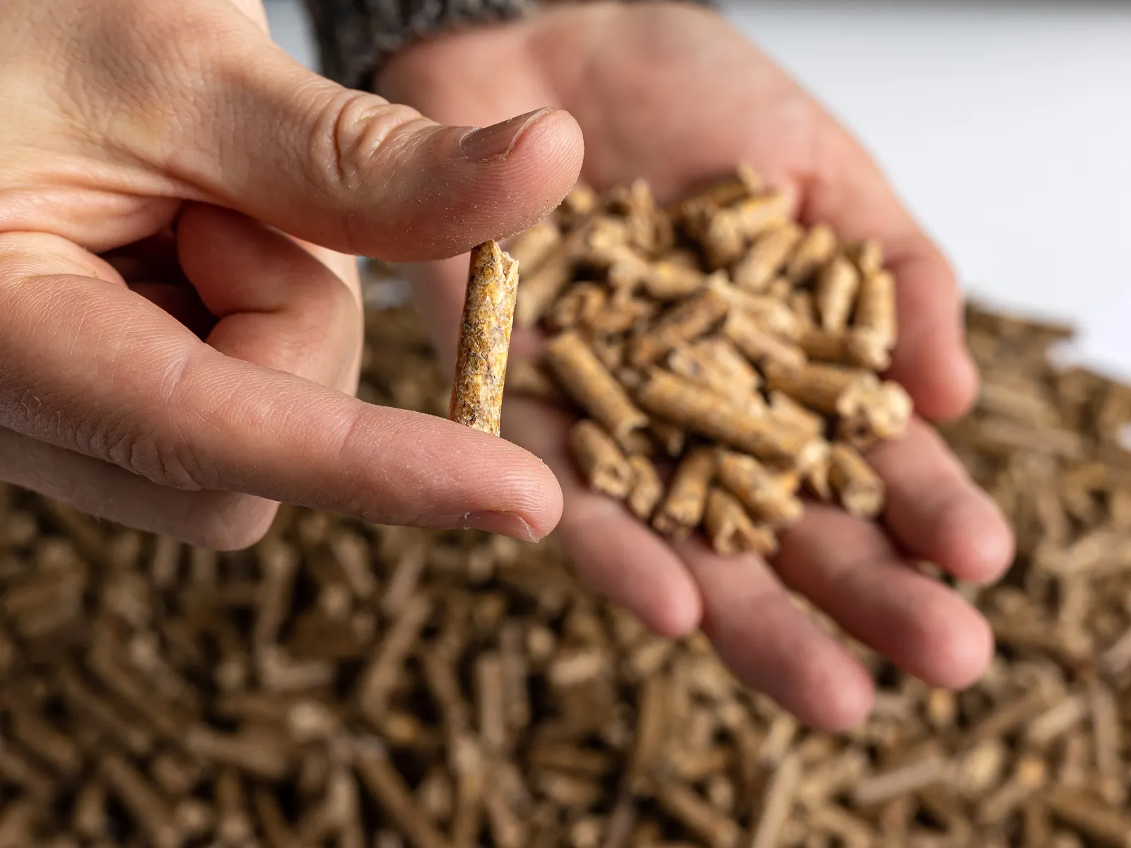 Hand hält Holzpellets über einem Haufen Pellets